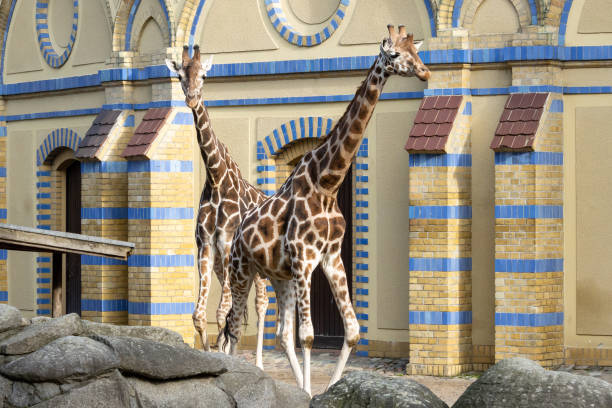 Two giraffes at the Berlin Zoo. stock photo