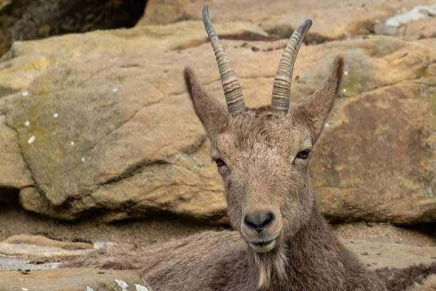 istock Siberian ibex at the Berlin Zoo. 1458214247