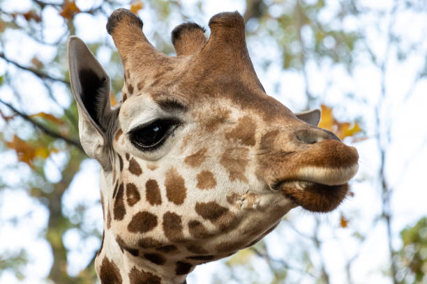 Giraffe looks at you at the Berlin Zoo. stock photo