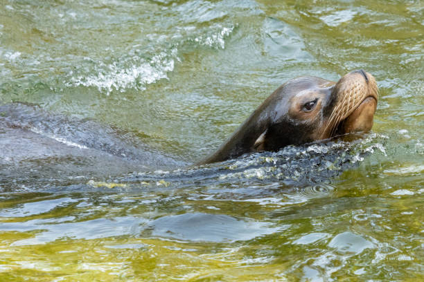 Seal at the Berlin Zoo. stock photo