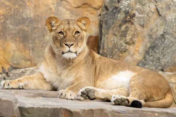 Lioness looks at you at the Berlin Zoo. stock photo
