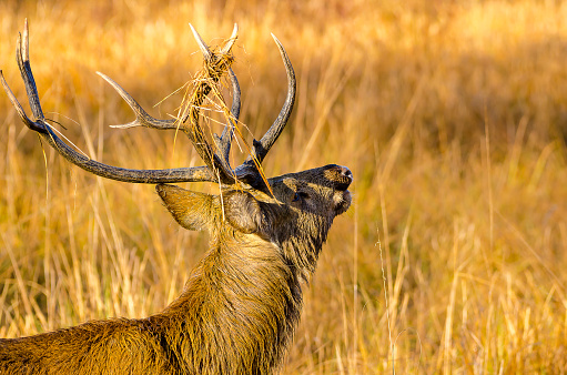 Sambar Deer (Rusa Unicolor)  in the forests of Madhya Pradesh