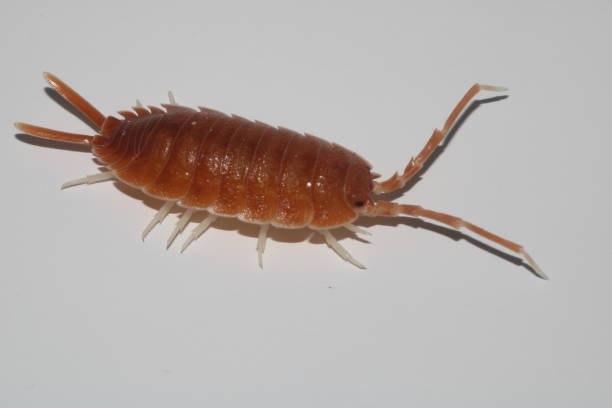 istock Porcellio magnificus Isopod Side View 1458215203