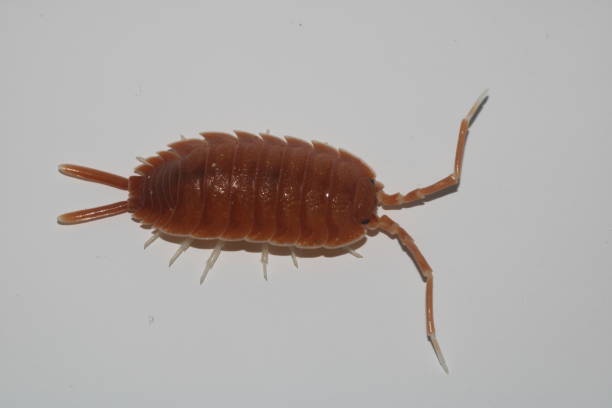 istock Porcellio magnificus Isopod Top View 1458215204