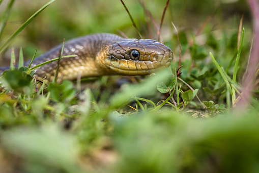 Aesculapian snake. Wild animal.