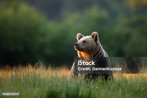 istock Brown bear (Ursus arctos) 1458215547