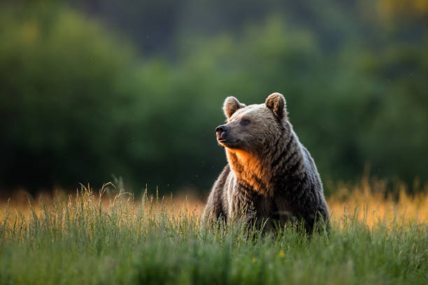 Brown bear (Ursus arctos) Large Carpathian brown bear portrait.  Wild animal. animal behavior stock pictures, royalty-free photos & images