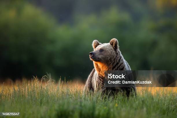Brown Bear Stock Photo - Download Image Now - Bear, Brown Bear, Forest