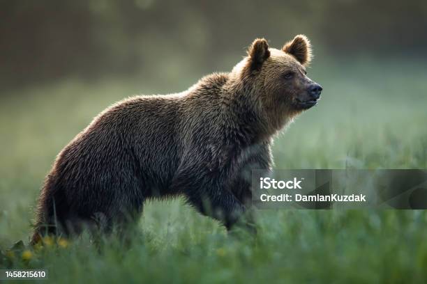 Brown Bear Stock Photo - Download Image Now - Animal, Animal Behavior, Animal Themes