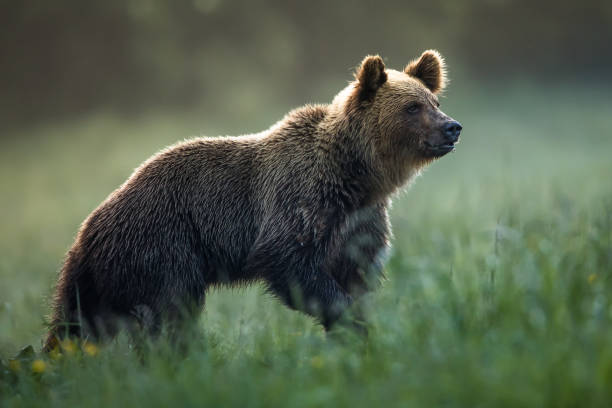 Brown bear (Ursus arctos) - fotografia de stock