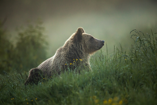 Large Carpathian brown bear portrait.  Wild animal.