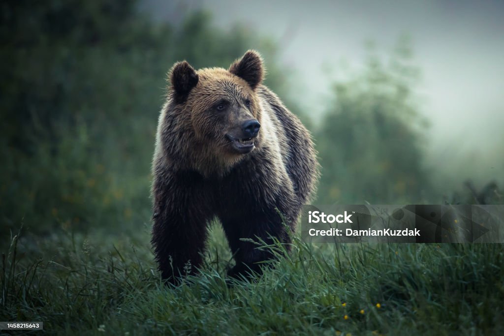 Brown bear (Ursus arctos) Large Carpathian brown bear portrait.  Wild animal. Bear Stock Photo