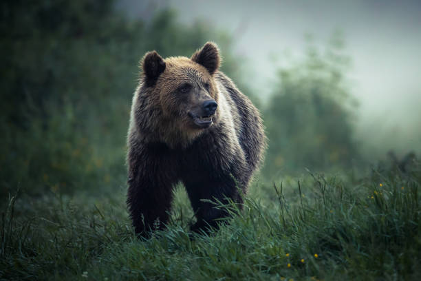 Brown bear (Ursus arctos) stock photo