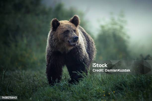 Brown Bear Stock Photo - Download Image Now - Bear, Eurasian Brown Bear, Animal