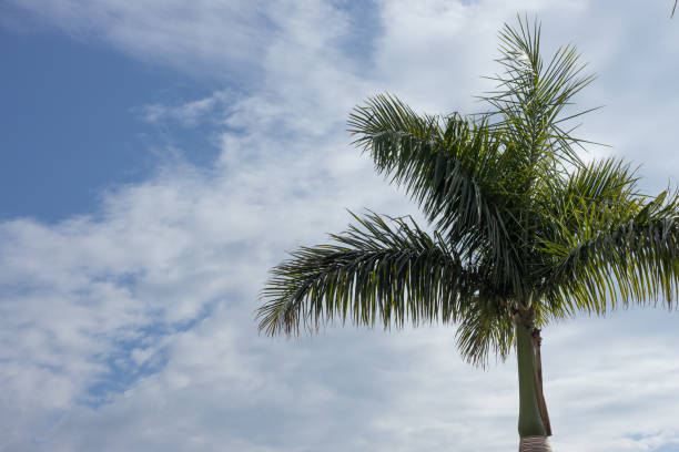 istock palm tree against a blue cloudy sky on a sunny day 1458215768