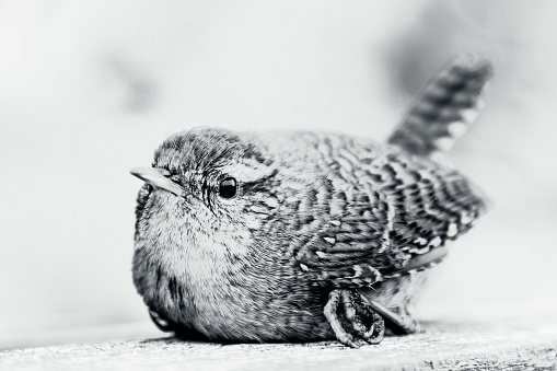Songbird Wren, Troglodytes Bird is relaxing at bench. Black and white image. bird crashed into window, temporarily stunned. reducing bird collision concept