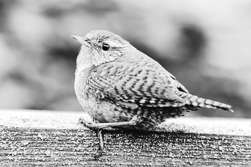 istock Songbird Wren, Troglodytes Bird is relaxing at bench. Black and white image. bird crashed into window, temporarily stunned. reducing bird collision concept 1458217401