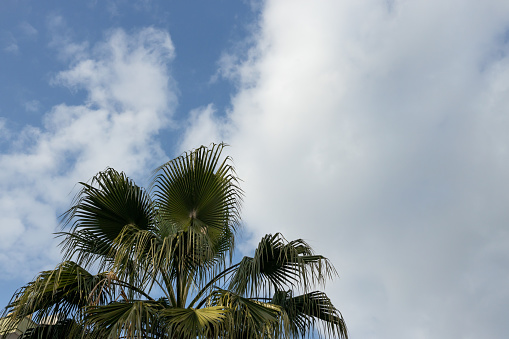 palm tree against a blue cloudy sky on a sunny day.