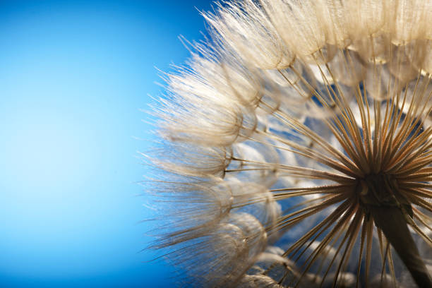 istock big dandelion on a blue background 1458217988