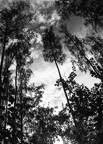 forest landscape at bottom view, black white