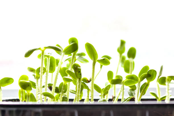 Sunflower seedlings growing in the nursery tray close up growing green leaf.