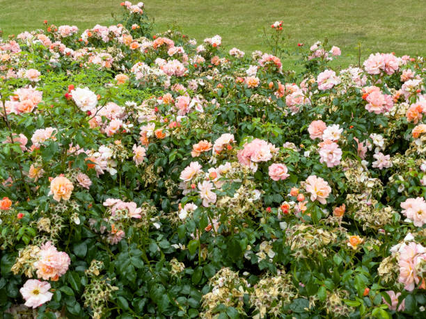 istock Roses blossom in the garden 1458221763