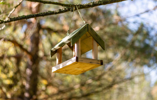 istock Bird feeder on a tree branch in the forest 1458222116