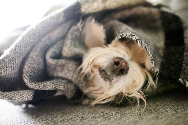 istock Cute white dog warms under woolen blanket in bed in cold weather. 1458223893
