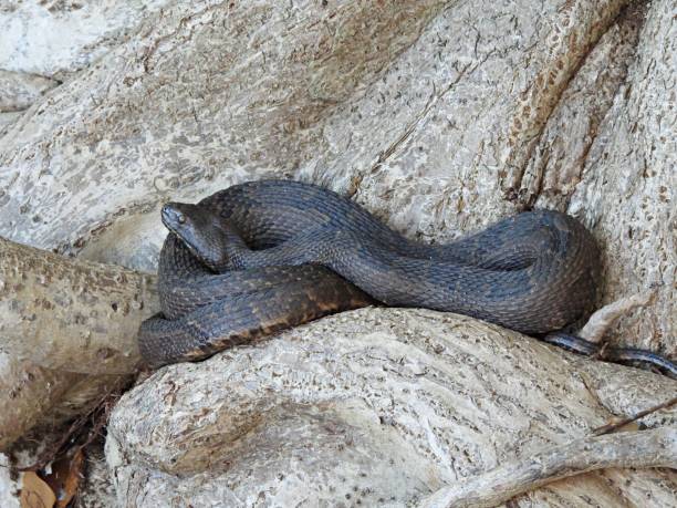 brown watersnake (nerodia taxispilota) -resting near a rock - water snake imagens e fotografias de stock