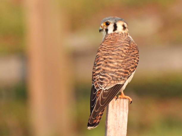 istock American Kestrel (Falco sparverius) - perched on a wood post 1458224846