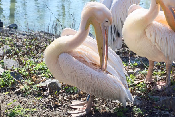 istock one big white pelican bird stands on the ground 1458225214