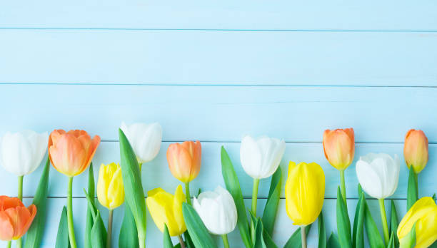 istock Multicolored tulips on a light blue wooden background 1458226381
