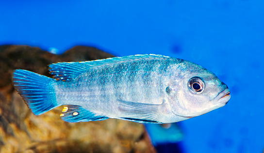 Cihlid Fish on blue background