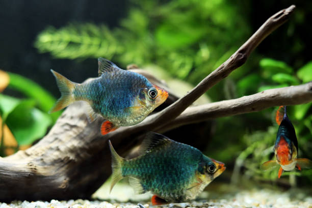 istock Green Tiger Barb freshwater fish - (Puntigrus tetrazona) 1458226457