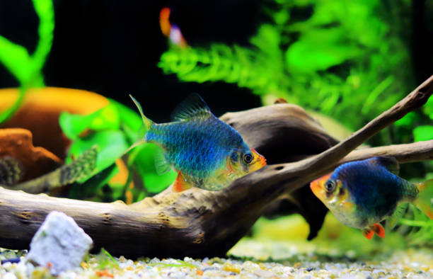 istock Green Tiger Barb freshwater fish - (Puntigrus tetrazona) 1458226478