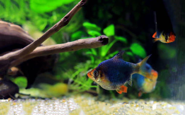 istock Green Tiger Barb freshwater fish - (Puntigrus tetrazona) 1458226488