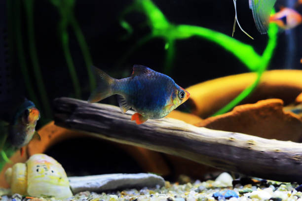 istock Green Tiger Barb freshwater fish - (Puntigrus tetrazona) 1458226489