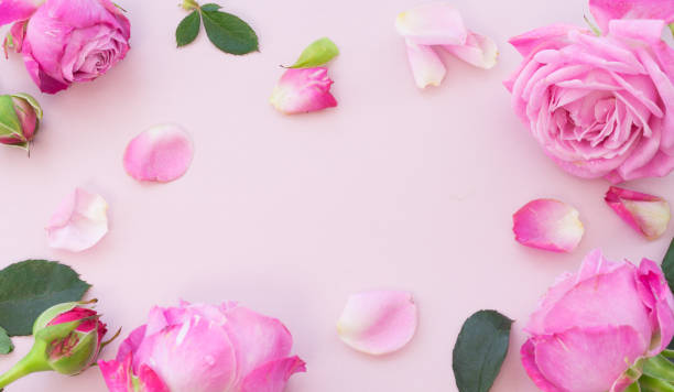 istock Buds, flowers and rose petals on a pink background 1458227049