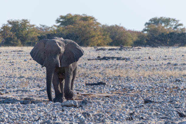istock African Elephant in Etosha 1458227067