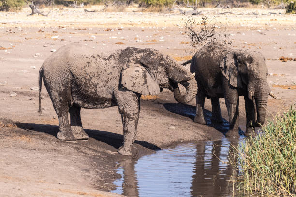 istock African Elephants drinking from a waterhole 1458227118