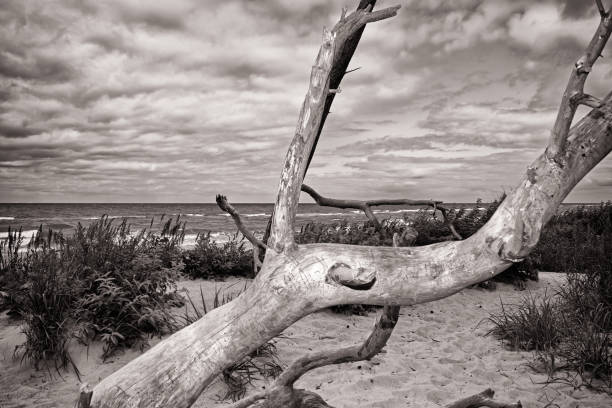 spiaggia ovest darss - sign beach wood beach sign foto e immagini stock