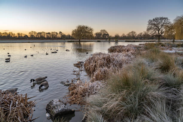 istock Cold January morning at Bushy Park 1458229949