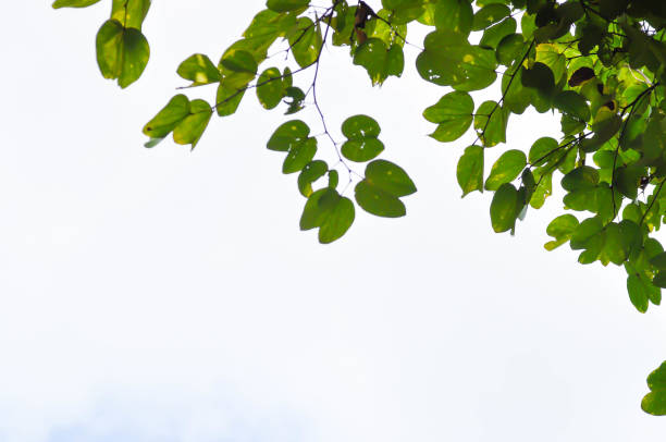mountain ebony or bauhinia variegata plant and sky background