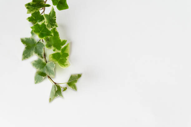 istock ivy branch on a white background, a copy space 1458236384