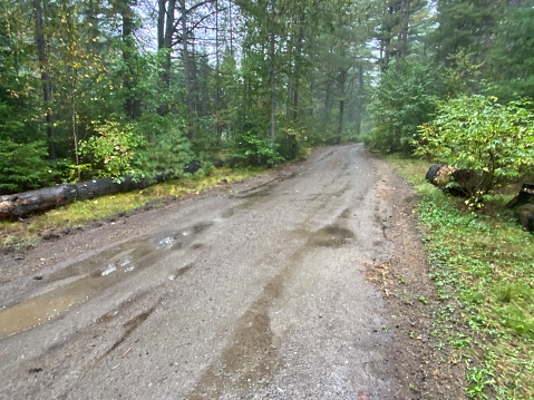 Image of a wet dirt road on a rainy day in the forest