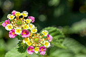 bunte-blumen-mit-unscharfem-hintergrund-an-einem-sonnigen-tag-kopierraum.jpg?b=1&s=170x170&k=20&c=2oHWPMea6DErAq0_M7_MRb_HU8DU2z4H1kOK3prmGgM=