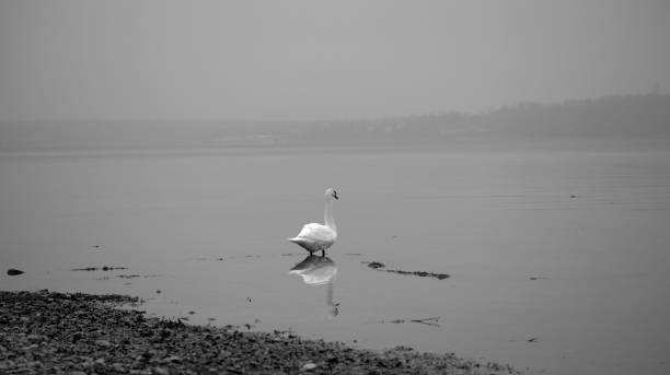 Swan with reflection standing in water at lake constance in black and white