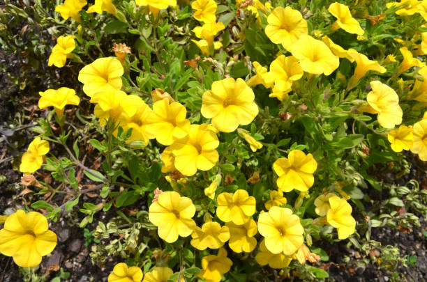 istock Golden petunia flower plants 1458244109