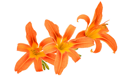 Day Lily Flowers Isolated on White Background