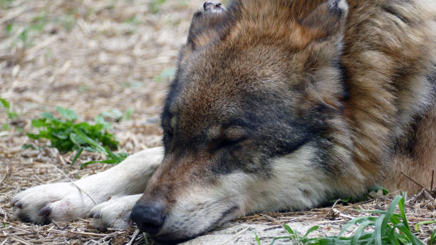 istock Portrait of a sleeping wolf on the ground 1458244485